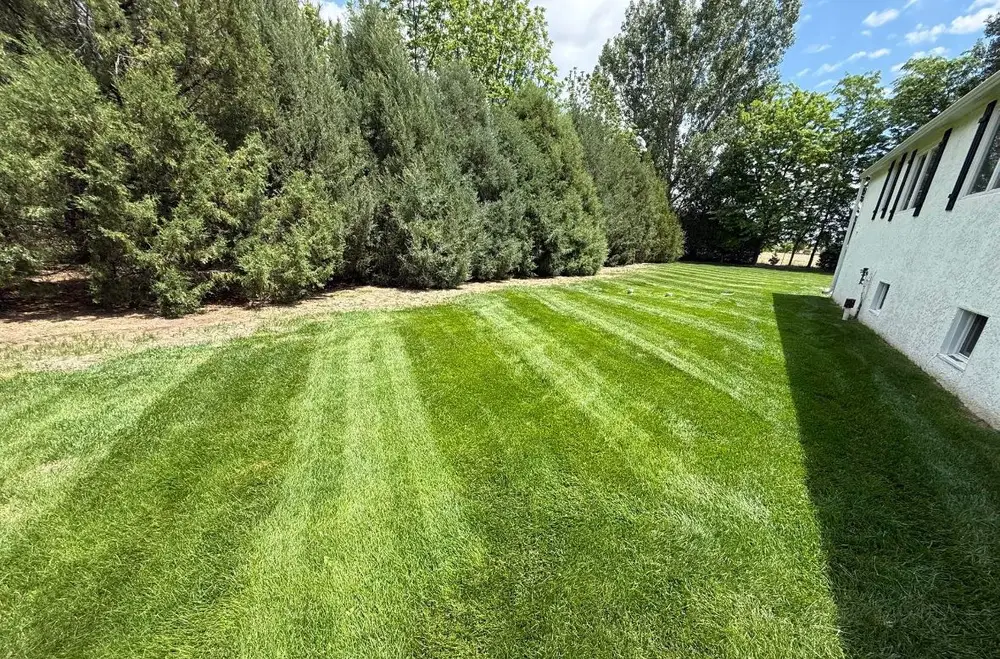 Striped side yard beside tall evergreens