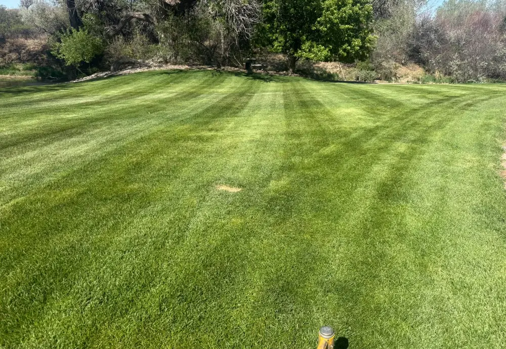 Freshly striped lawn lined with trees