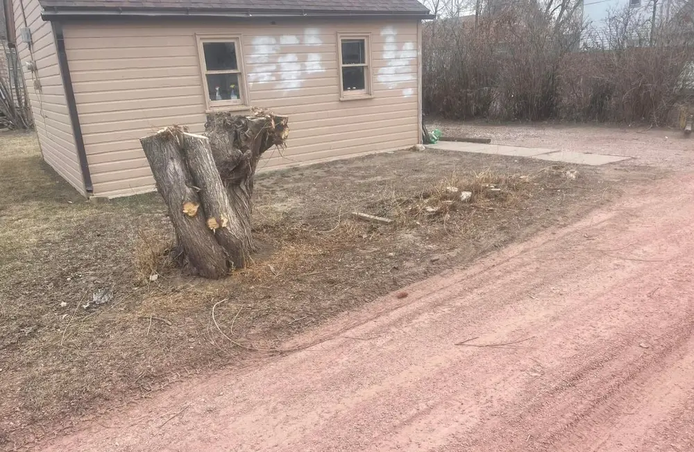 Tree stump in a yard before removal